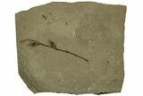 Stem with Two Samara (Winged Seeds) Fossils - Utah #215558-1